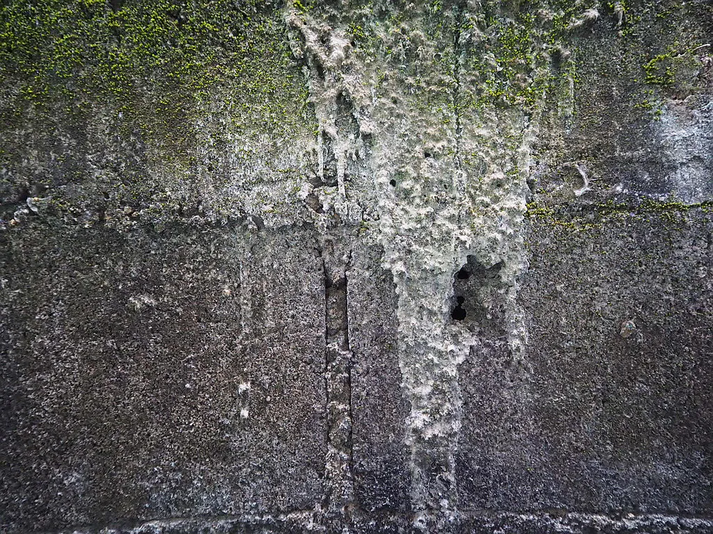 Damp concrete wall with white mineral deposits and moss where water seeps through